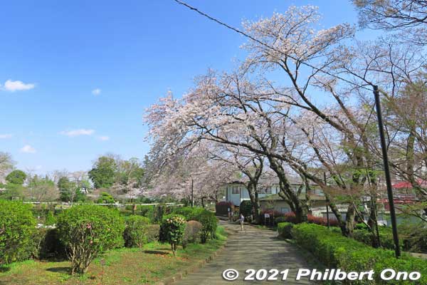 Satomi Park cherry blossoms.
Keywords: chiba ichikawa park hiking trail mizu midori kairo