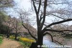 Filename=ic331-20210324_7698.jpg
Filesize=57KiB
Dimensions=600x400
Date added=Apr 07, 2022 ic331-20210324_7698.jpg