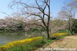 Filename=ic335-20210324_7710.jpg
Filesize=52KiB
Dimensions=600x400
Date added=Apr 07, 2022 ic335-20210324_7710.jpg