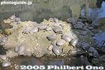 nt208-IMG_7675.jpg