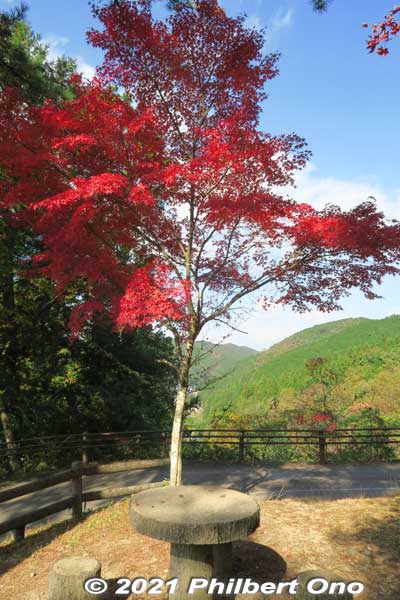 Gujo-Hachiman Castle has lots of red maples.
Keywords: gifu Gujo Hachiman Castle autumn foliage leaves maples