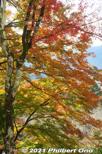 Keywords: gifu Gujo Hachiman Castle autumn foliage leaves maples Keywords: gifu Gujo Hachiman Castle autumn foliage leaves maples