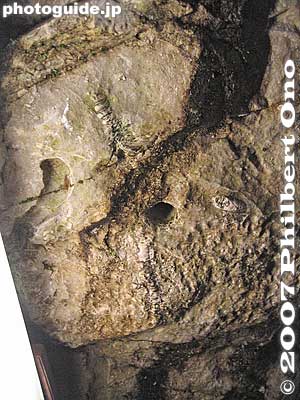 Paleozoic fossil
Keywords: gifu sekigahara stalactite cavern