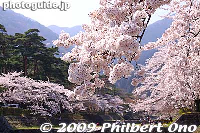 Cherry trees on both sides of the river.
Keywords: gifu yoro-cho yoro park river sakura cherry blossoms 