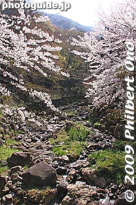Keywords: gifu yoro-cho yoro park river sakura cherry blossoms flowers 