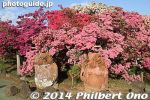 Filename=ts242-20140502-3447.jpg
Filesize=38KiB
Dimensions=400x267
Date added=May 23, 2014 ts242-20140502-3447.jpg