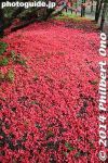 Filename=ts268-20140502-3464.jpg
Filesize=42KiB
Dimensions=267x400
Date added=May 23, 2014 ts268-20140502-3464.jpg