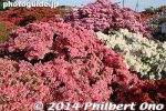 ts295-20140502-3525.jpg
