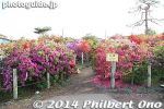 Filename=ts328-20140502-3621.jpg
Filesize=28KiB
Dimensions=400x267
Date added=May 23, 2014 ts328-20140502-3621.jpg