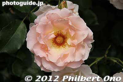Keywords: gunma tatebayashi treasures garden roses flowers