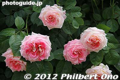 Keywords: gunma tatebayashi treasures garden roses flowers Keywords: gunma tatebayashi treasures garden roses flowers