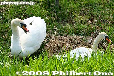 Swan nesting. [url=http://photoguide.jp/pix/thumbnails.php?album=658]Photos continue here as I head to northern Lake Toya...[/url]
Keywords: hokkaido sobetsu-cho toyako lake toya swans nest japanwildlife