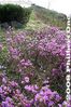 sh044-IMG_00646.jpg