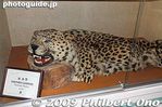 ij172-20090402_4979.jpg