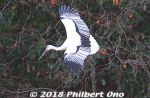 Filename=ty232-20181026-0189.jpg
Filesize=34KiB
Dimensions=500x328
Date added=Dec 25, 2018 ty232-20181026-0189.jpg