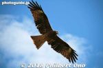 Filename=ty248-20181026-0456.jpg
Filesize=16KiB
Dimensions=500x333
Date added=Dec 25, 2018 ty248-20181026-0456.jpg