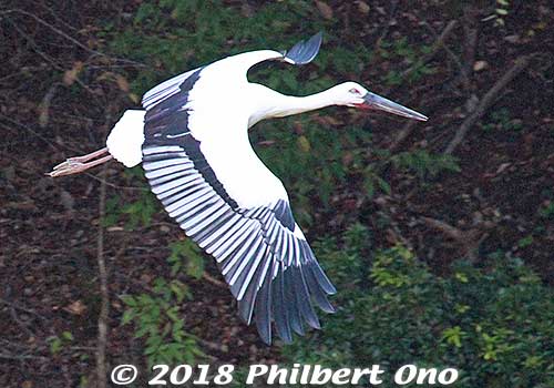 I didn't expect to see the storks flying around, so I was thrilled when a few of them flew overhead while I was in the park. They flew in during feeding time.
Keywords: hyogo toyooka Oriental White Stork Park kounotori konotori bird japanwildlife