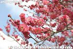 016-IMG_7285.jpg