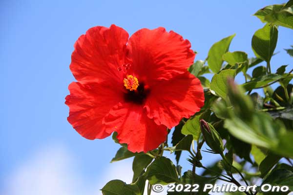 Hibiscus on semitropical Amami-Oshima island, Kagoshima.
Keywords: Kagoshima Amami Oshima japanflower