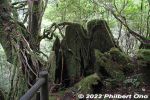 Filename=ya244-20220622-0166.jpg
Filesize=53KiB
Dimensions=600x400
Date added=Jan 10, 2023 ya244-20220622-0166.jpg