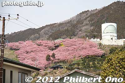 The pink patch of early-blooming (hayasaki) cherry trees on the slope of Mt. Matsuda-yama near JR Matsuda Station.
Keywords: kanagawa matsuda-machi town kawazu sakura matsuri cherry blossoms flowers trees