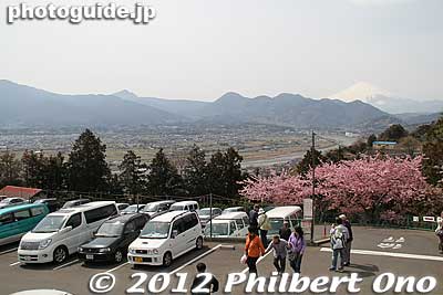 Driving is not recommended. Parking lot is small and road is snarled.
Keywords: kanagawa matsuda-machi town kawazu sakura matsuri cherry blossoms flowers trees