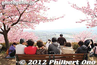Keywords: kanagawa matsuda-machi town kawazu sakura matsuri cherry blossoms flowers trees