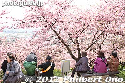 The cherry trees just go on and on as you go walk down the slope. It's a lot easier to take the shuttle bus up to the park and walk down rather than hiking up and taking the bus down.
Keywords: kanagawa matsuda-machi town kawazu sakura matsuri cherry blossoms flowers trees