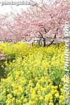 ms277-20120322_4900.jpg