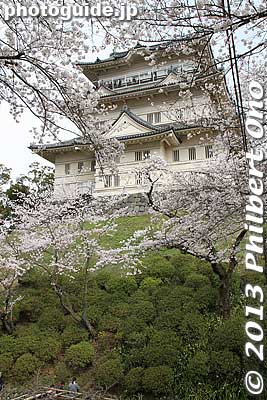 Keywords: kanagawa odawara castle cherry blossoms sakura flowers