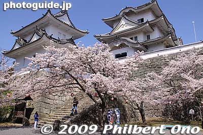 Keywords: mie iga-ueno castle cherry blossoms sakura 