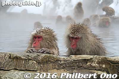 They steal food from souvenir shops, they can attack you for your bag of food, and they may hangout along the road for handouts from drivers.
Keywords: nagano yamanouchi-machi snow monkeys onsen hot spring jigokudani yaen park