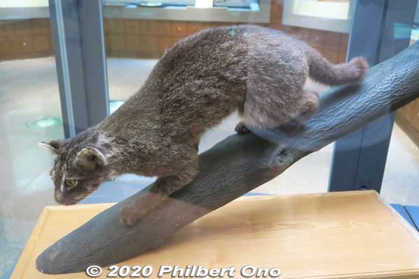 There's no zoo, etc., where we can see a live Iriomote cat. They only have stuffed Iriomote cats here at the Iriomote Wildlife Conservation Center.
Keywords: okinawa iriomote Wildlife Conservation Center wildcat japanwildlife