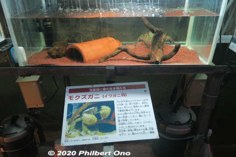 Japanese mitten crab, one of  the creatures that live in the cavern. モクズガニ
Keywords: okinawa nanjo world gyokusendo cave cavern