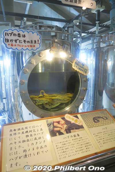 Brewing Habu liquor or habu-shu (ハブ酒) made with awamori or brandy.
Keywords: okinawa nanjo world habu snake viper