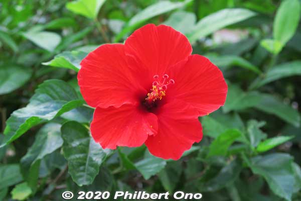 Red hibiscus.
Keywords: okinawa nanjo world