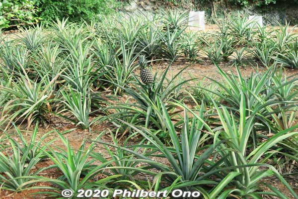 Tropical Orchard has pineapple. 熱帯フルーツ園
Keywords: okinawa nanjo world
