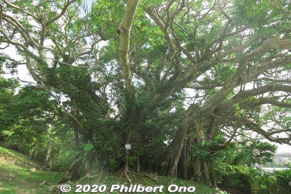 Chinese banyan or gajumaru tree (ガジュマル) at Urasoe Castle site. It's a good tree for shade.
Keywords: okinawa urasoe castle hacksaw ridge
