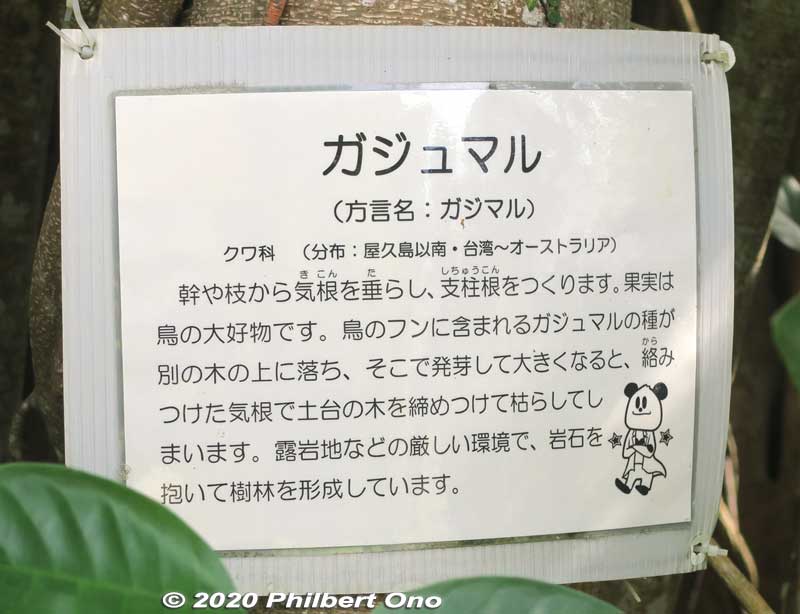 About the Chinese banyan or gajumaru tree (ガジュマル) at Urasoe Castle site.
Keywords: okinawa urasoe castle hacksaw ridge