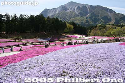 Keywords: saitama chichibu shibazakura moss pink flowers hitsujiyama park japanflower
