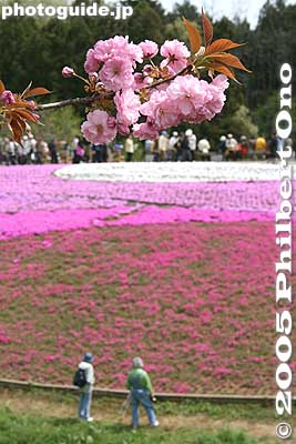 Yae-zakura cherry blossoms combine well with moss pink.
Keywords: saitama chichibu shibazakura moss pink flowers hitsujiyama park