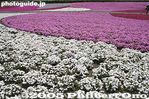 029-IMG_2034.jpg