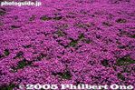 105-IMG_1865.jpg