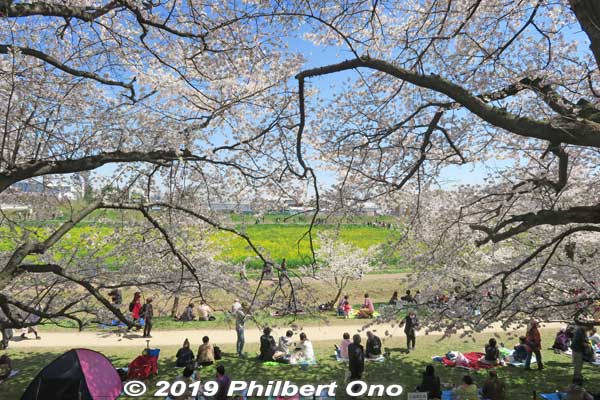 Looking toward the rapeseed blossoms.
Keywords: saitama satte gogendo park sakura cherry blossoms