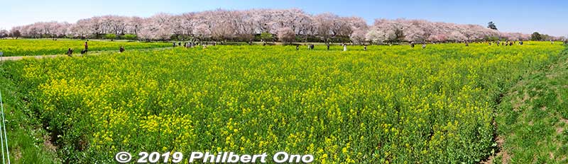 Every spring, they show this on the TV news in Tokyo, but it's way more beautiful to see it in person. The place is also a lot bigger than what you see on TV. 
Keywords: saitama satte gogendo park sakura cherry blossoms rapeseed nanohana