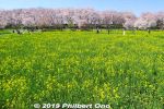 Filename=sa532-20190404_8153a.jpg
Filesize=66KiB
Dimensions=600x400
Date added=Mar 30, 2021 sa532-20190404_8153a.jpg