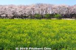 Filename=sa533-20190404_8197a.jpg
Filesize=64KiB
Dimensions=600x400
Date added=Mar 30, 2021 sa533-20190404_8197a.jpg