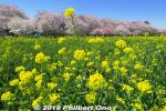 Filename=sa548-20190404_8286a.jpg
Filesize=66KiB
Dimensions=600x400
Date added=Mar 30, 2021 sa548-20190404_8286a.jpg