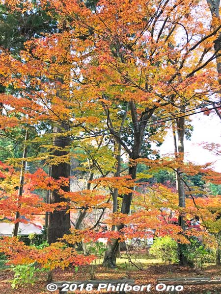 Very artistic looking autumn leaves.
Keywords: shiga aisho koto sanzan kongorinji temple fall autumn leaves foliage kotosanzan