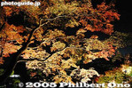 hc362-IMG_1349.jpg